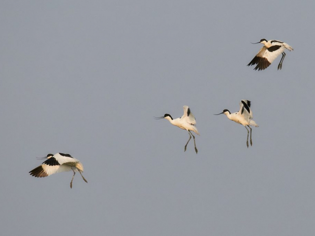 Säbelschnäbler  (Recurvirostra avosetta)