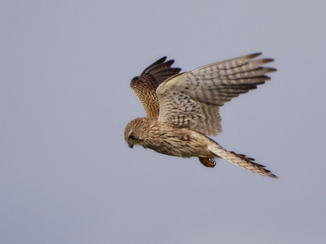 Turmfalkenweibchen (Falco tinnunculus)