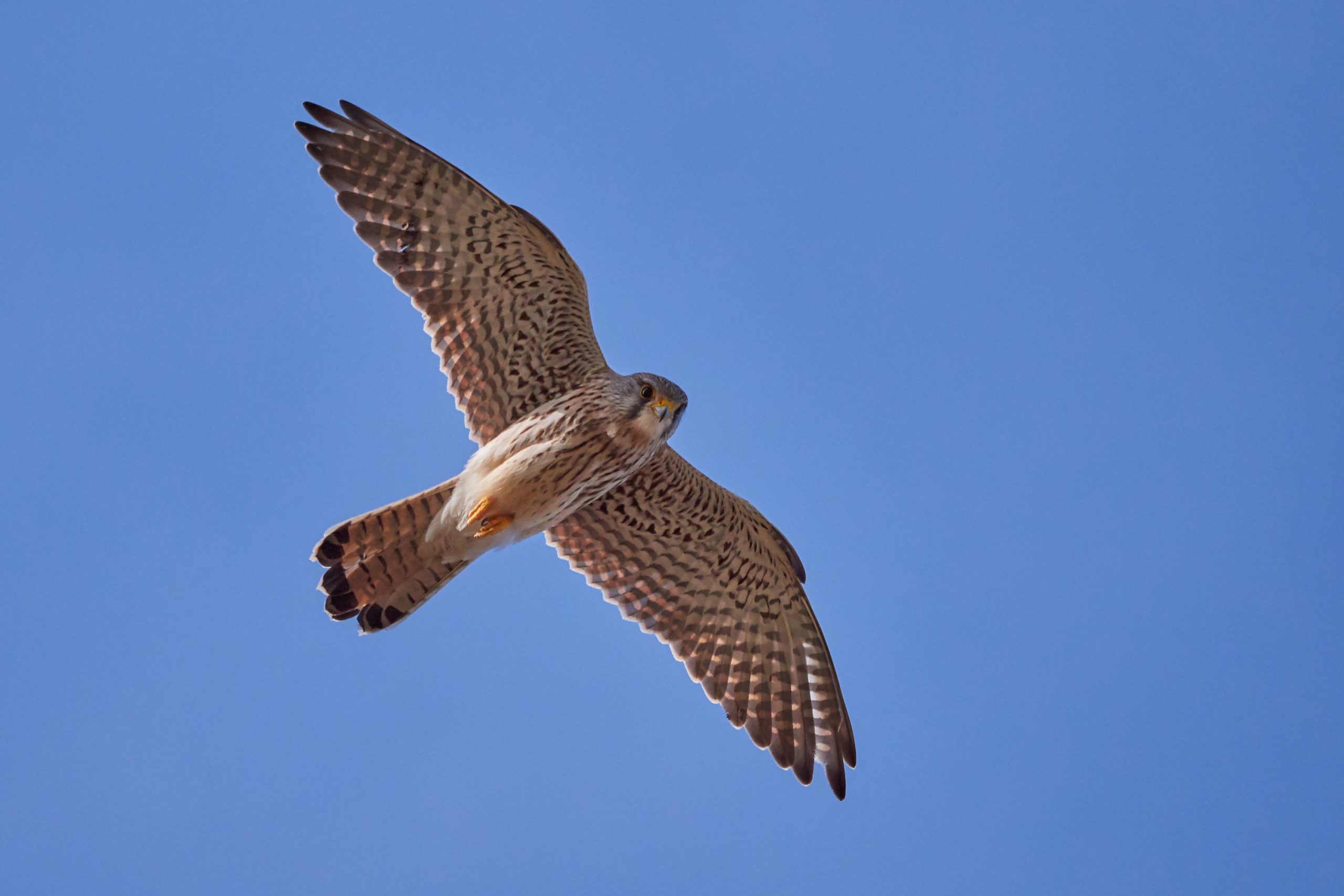 Turmfalkenmännchen (Falco tinnunculus)