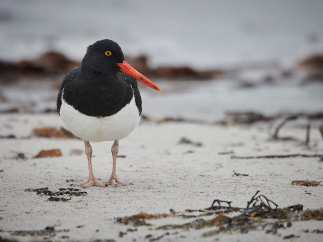 south american oystercatcher