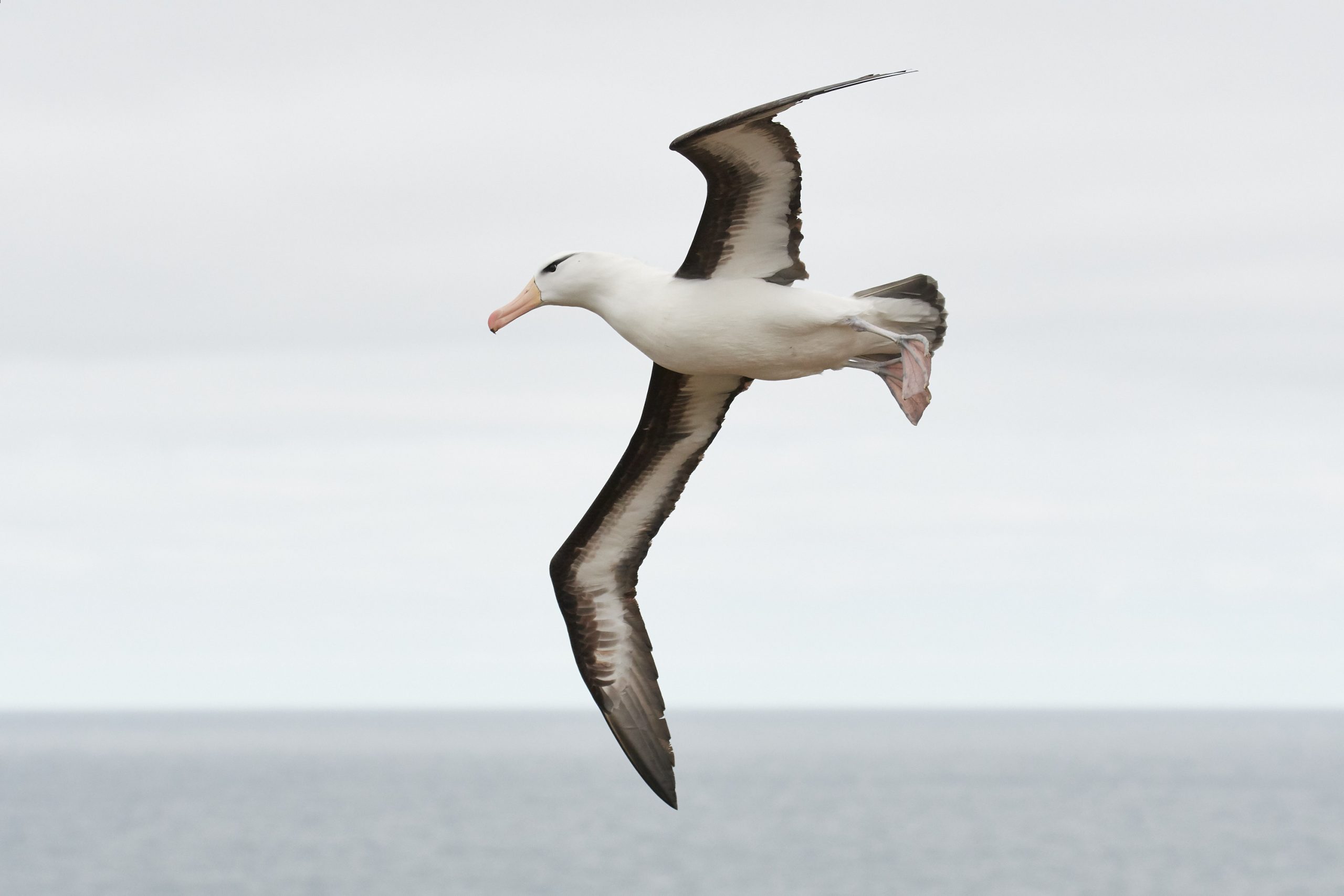 Back-browed Albatross