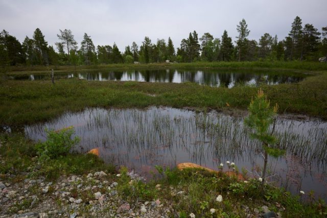 Biotop in Finnland nahe der Grenze zu Neiden (Norwegen)
