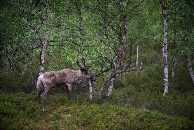 Rentier (Rangifer tarandus)