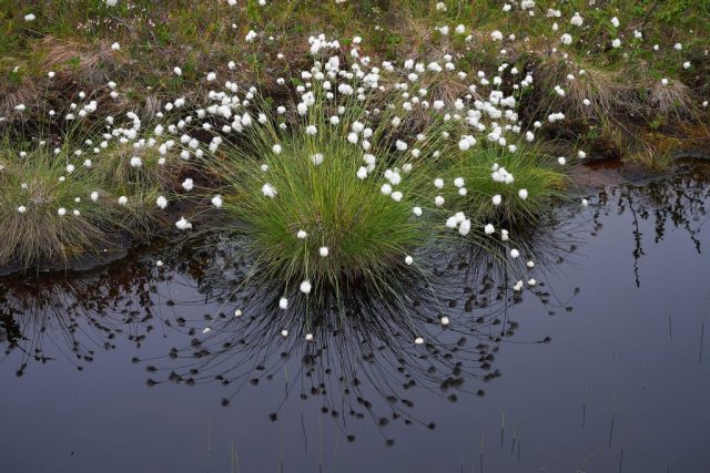 Ausschnitt Biotop nahe der Vogelbeobachtungshütte Skrøytnes Fugletårn