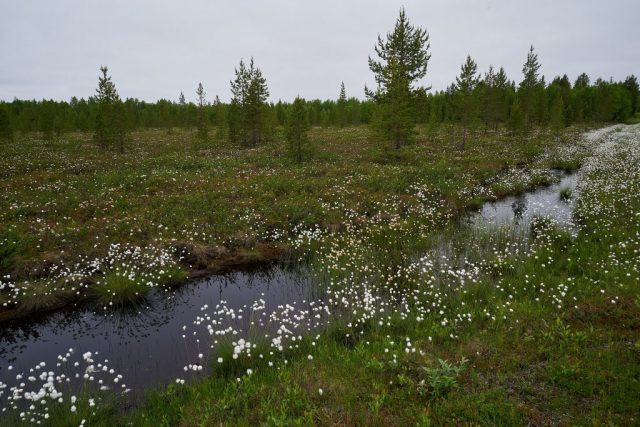 Biotop nahe der Vogelbeobachtungshütte Skrøytnes Fugletårn