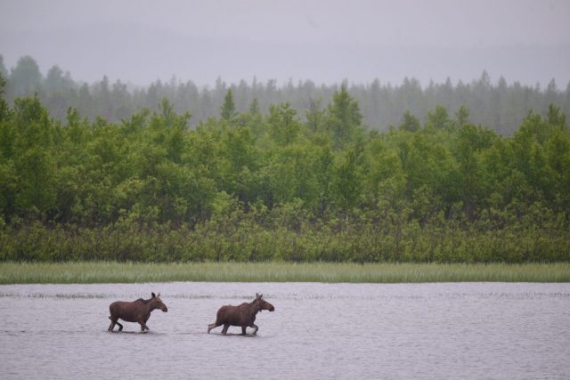2 Elche verlassen Russland durch die Pasvilelva