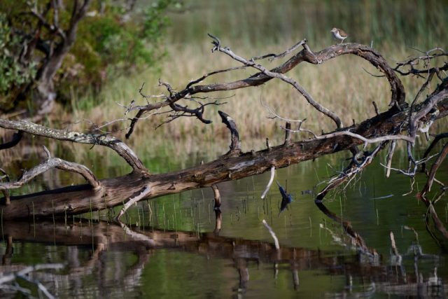 Flussuferläufer (Actitis hypoleucos) im Pasvik NP