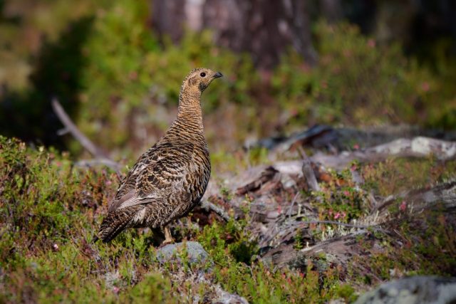 Auerhenne im Pasvik NP
