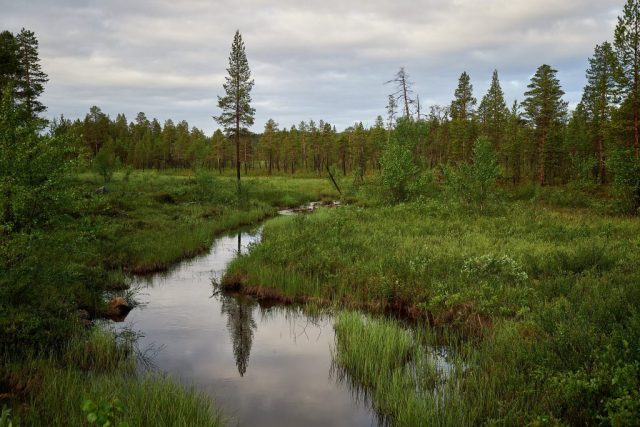 Pasvik NP