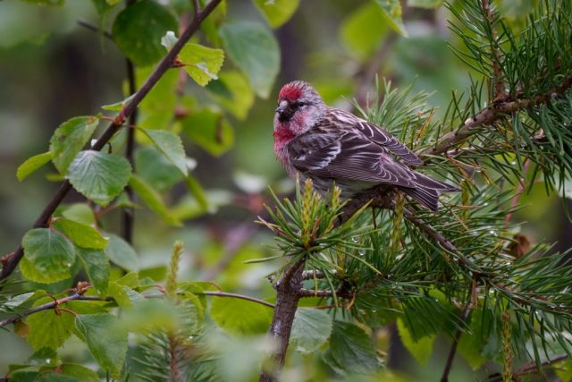 Birkenzeisig (Acanthis flammea) im Pasvik NP