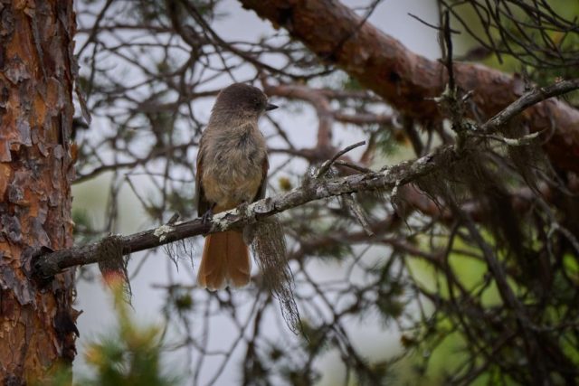 Unglückshäher (Perisoreus infaustus)