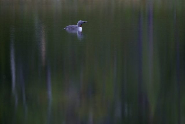 Sterntaucher (Gavia stellata) im Pasvik NP