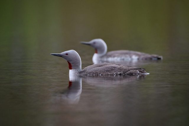 Sterntaucherpaar (Gavia stellata) im Pasvik NP