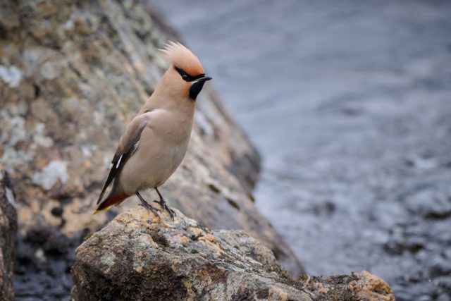 Seidenschwanz (Bombycilla garrulus) im Pasvik NP