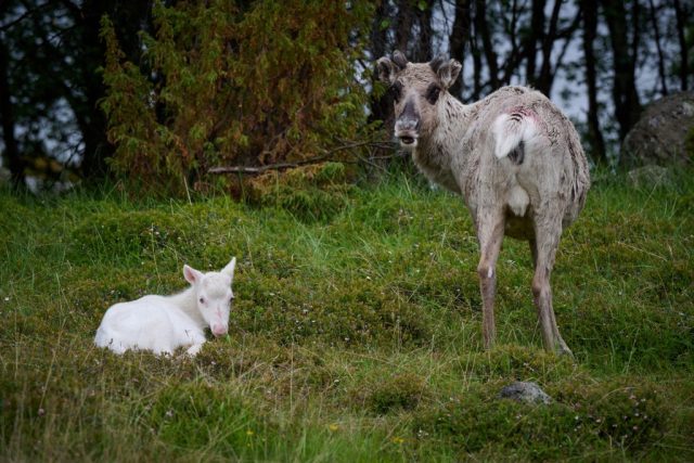 Rentierkalb mit Nachwuchs