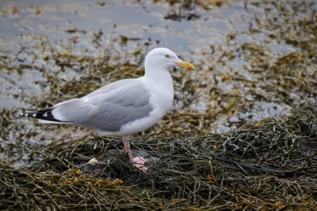 Silbermöwe (Larus argentatus)