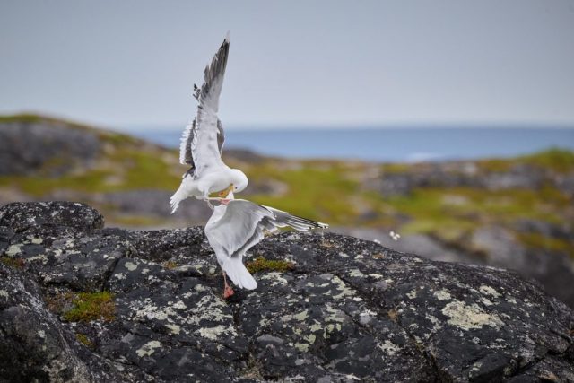 Kampf zwischebn Mantelmöwe (Larus marinus) und Silbermöwe (Larus argentatus)