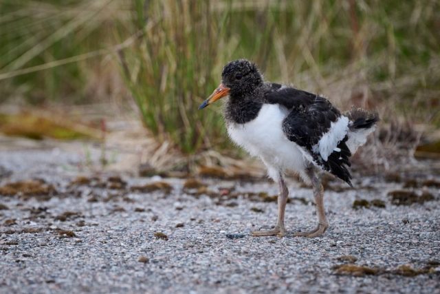 Austernfischer (Haematopus ostralegus) Jungtier