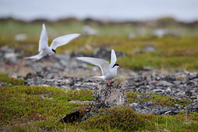 Küstenseeschwalben am Brutplatz