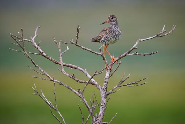 Rotschenkel (Tringa totanus)