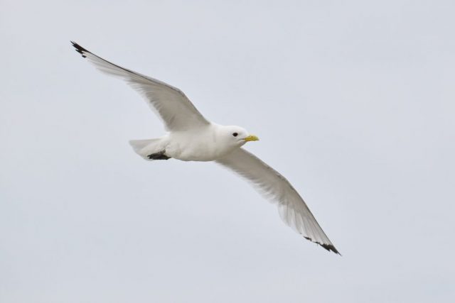 Dreizehenmöwe (Rissa tridactyla)