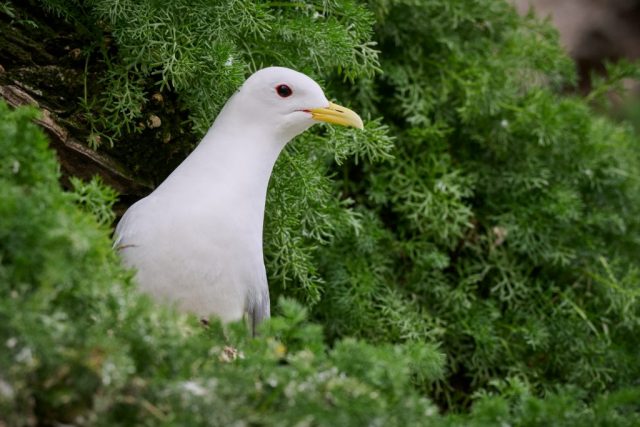 Dreizehenmöwe (Rissa tridactyla) - Ekkerøy