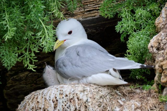Dreizehenmöwe (Rissa tridactyla) mit Nachwuchs - Ekkerøy