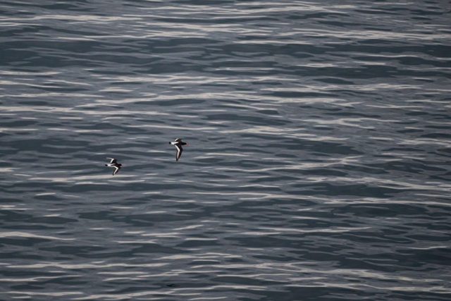 Austernfischer - Ekkerøy