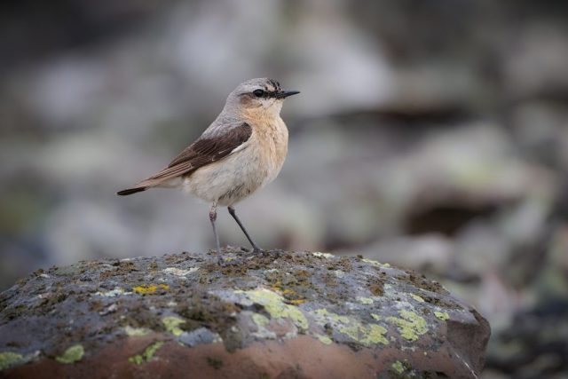 Steinschmätzer (Oenanthe oenanthe)