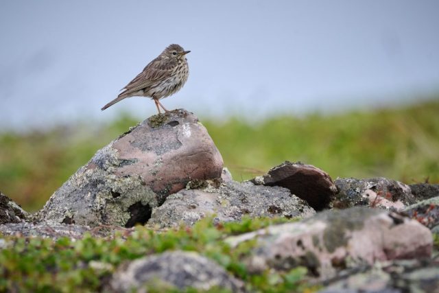 Wiesenpieper (Anthus pratensis)