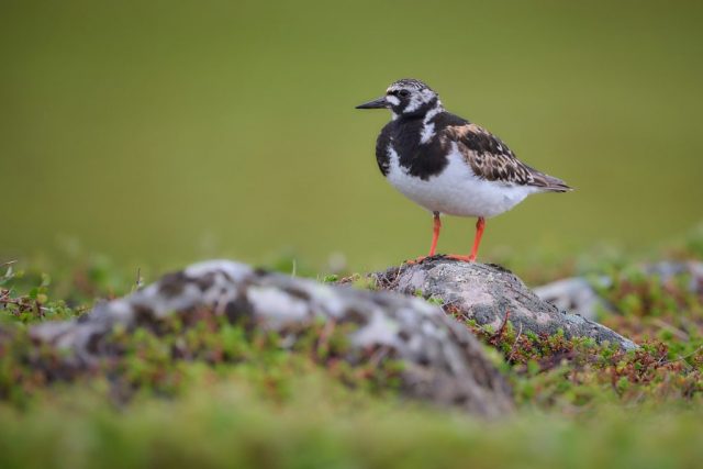 Steinwälzer (Arenaria interpres)