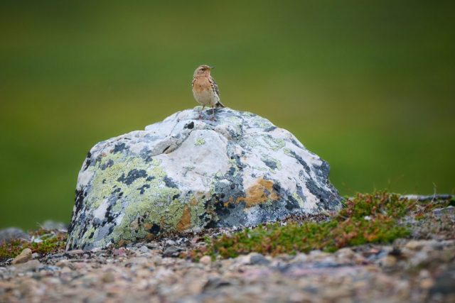 Rotkehlpieper (Anthus cervinus)