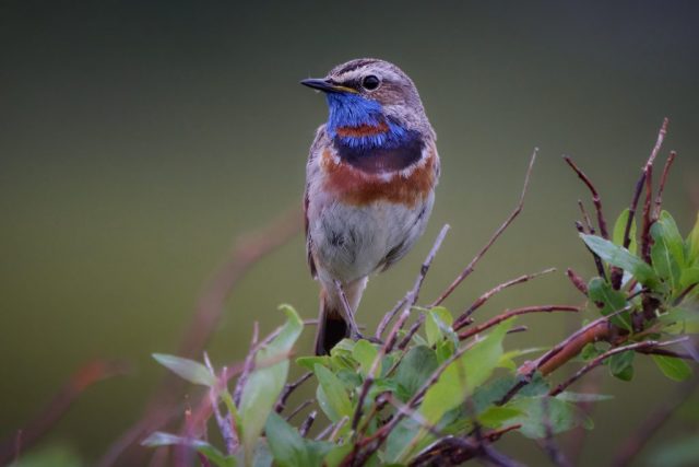 Blaukehlchen (Luscinia svecica)