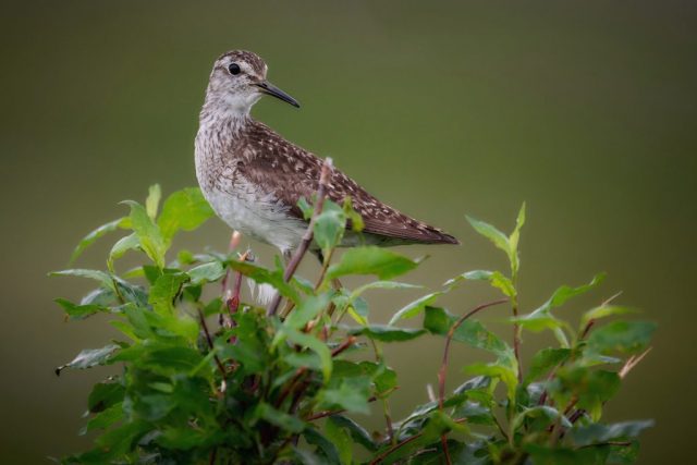 Bruchwasserläufer (Tringa glareola) Bruchwasserläufer (Tringa glareola)