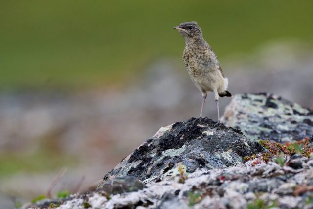 Jungtier Goldregenpfeifer (Pluvialis apricaria)