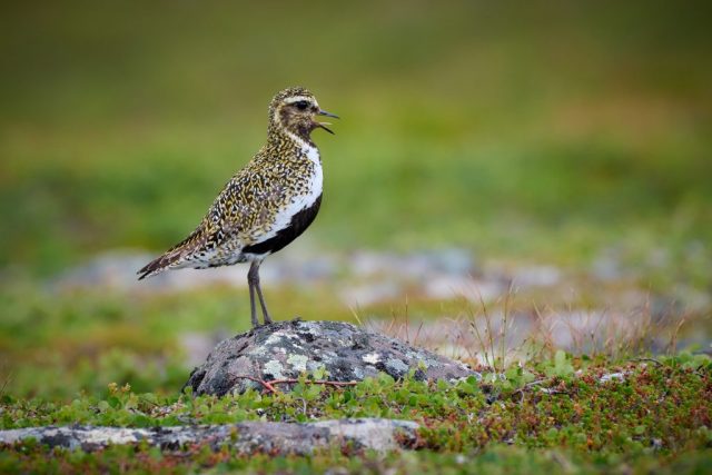 Goldregenpfeifer (Pluvialis apricaria) Goldregenpfieifer (Pluvialis apricaria)