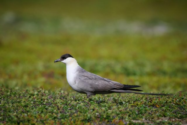 Falkenraubmöwe (Stercocarius longicaudus)
