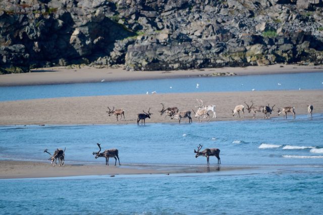 Rentiere an der Straße nach Hamningberg