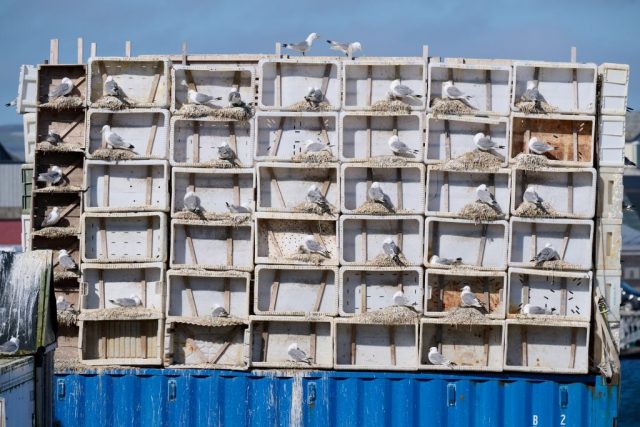 Auf Varanger gibt es viele Bruthilfen für die Dreizehenmöwen