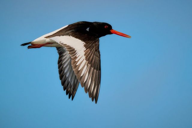 Austernfischer (Haematopus ostralegus) fischen keine Austern