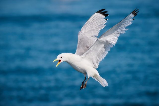 Dreizehenmöwe (Rissa tridaktyla)