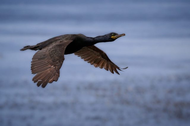 Krähenscharbe (Phalacrocorax aristotelis) - Hornøya