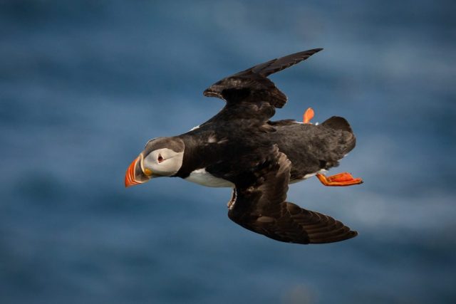 Papageitaucher (Fratercula arctica) - Hornøya