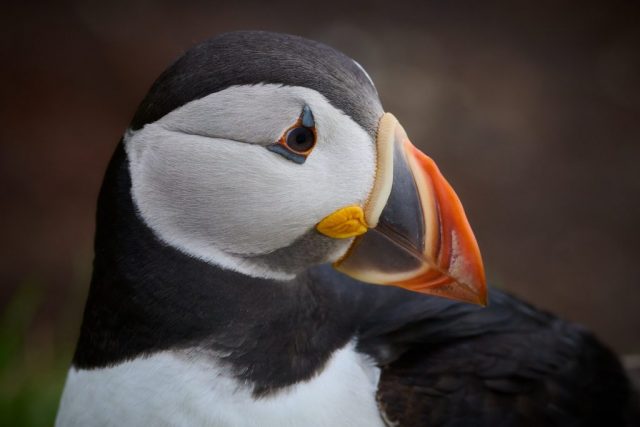 Papageitaucher (Fratercula arctica) - Hornøya