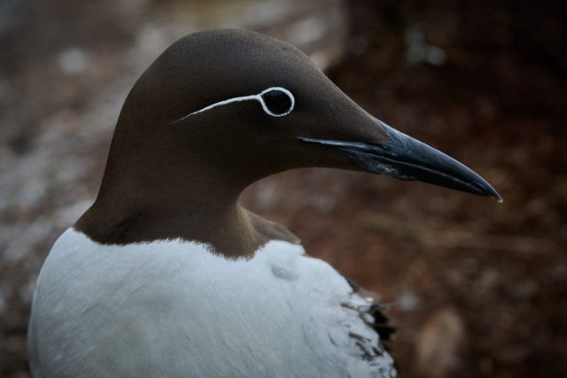Trottellumme (in diesem Fall eine sogenannte Brillenlumme)