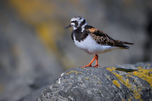 Steinwälzer (Arenaria interpres) - Vardø