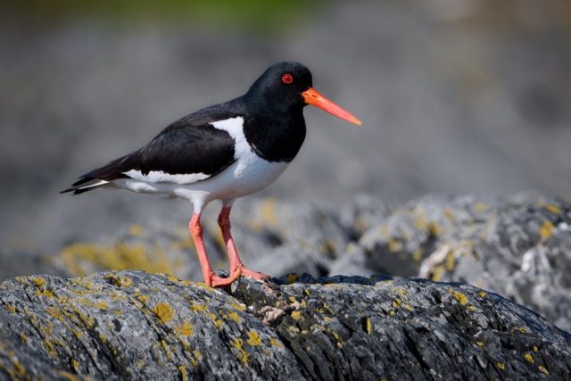 Austernfischer (Haematopus ostralegus)