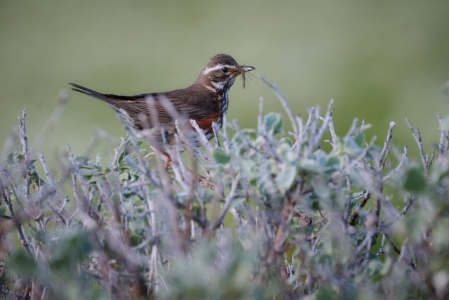 Rotdrossel (Turdus iliacus) - Vardø