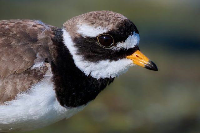 Sandregenpfeifer (Charadrius hiaticula)