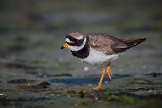 Sandregenpfeifer (Charadrius hiaticula)